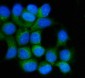 Anti-Hsp90 beta/HSP90AB1 Antibody Picoband™ (monoclonal, 7B7F5)